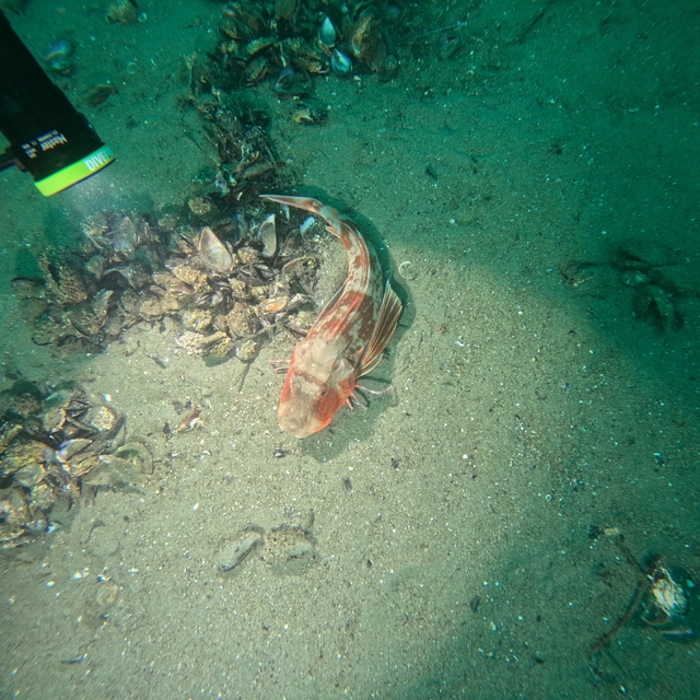 Marmara Denizi'nin ekolojik yapısı mercek altında
Bursa Büyükşehir Belediye...