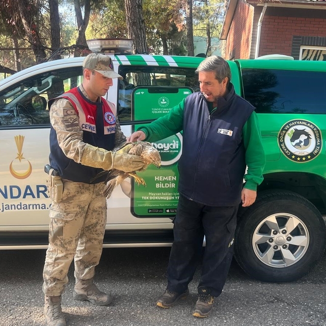 Gaziantep'te yaralı halde bulunan kartal, tedavi altına alındı