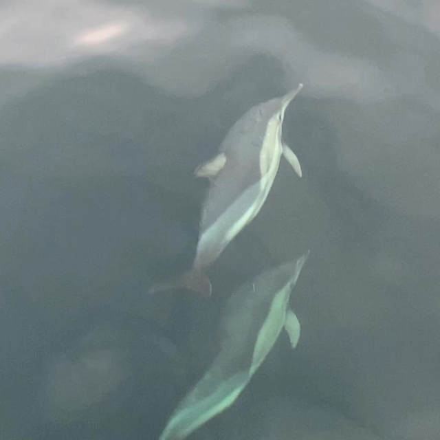 Ordu'da yunusların balıkçı tekneleriyle yarışması görsel şölen oluşturdu