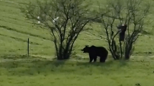 Çanakkale'de köy yoluna inen ayı cep telefonu kamerasına yansıdı
