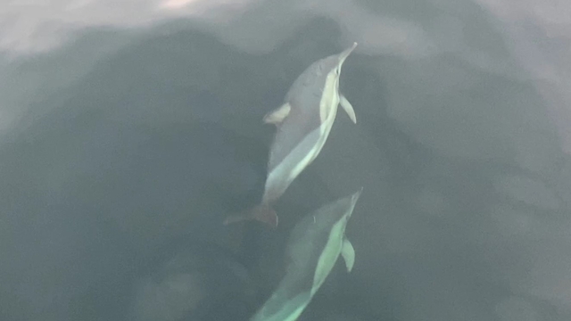 Ordu'da yunusların balıkçı tekneleriyle yarışması görsel şölen oluşturdu