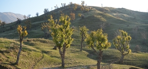 Köylüleri şaşırtan olay: Meşeler kış kapıdayken yeniden yeşerdi