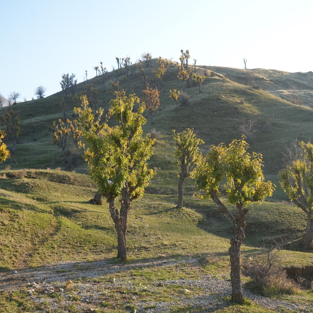 Köylüleri şaşırtan olay: Meşeler kış kapıdayken yeniden yeşerdi