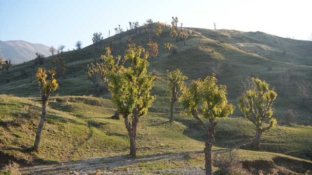 Köylüleri şaşırtan olay: Meşeler kış kapıdayken yeniden yeşerdi