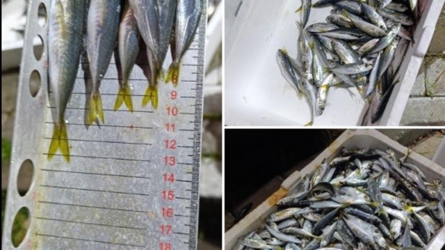 Küçük boyda avlanan balıklara el konuldu