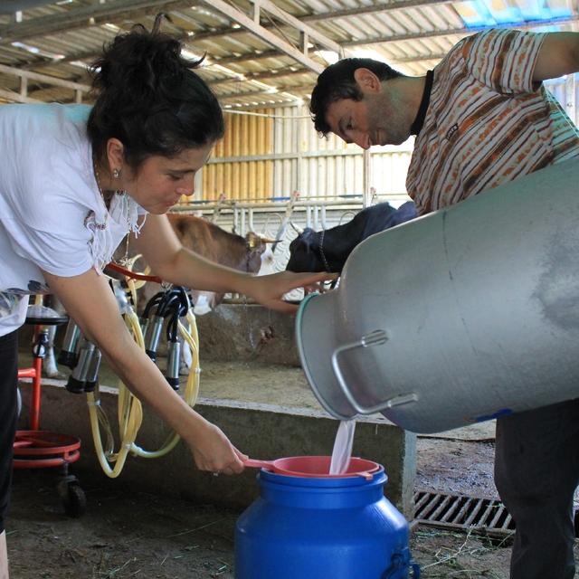 Şapın vurduğu üreticiler süt fiyatında güncelleme istiyor