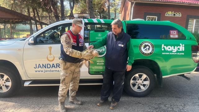 Gaziantep'te yaralı kartalın yardımına jandarma yetişti