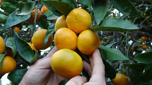 Ordu'da narenciye hasadı başladı
Daha çok Perşembe ilçesinde üretilen mandalina, ince kabuk ve lezzetli olmasıyla tercih ediliyor