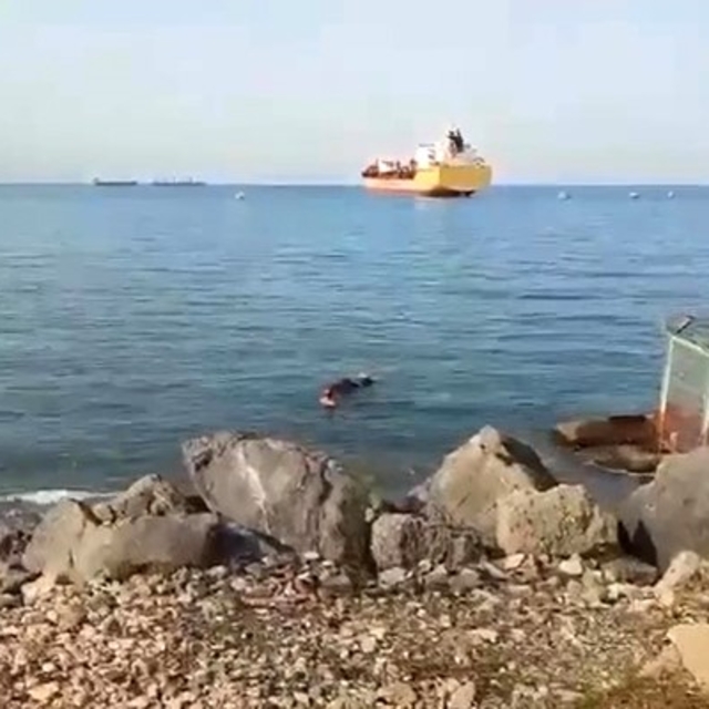 Gemiden denize düşen angus yüzerek karaya ulaştı