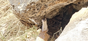 Hakkarili dağcılar nesli tükenen gelincik görüntüledi