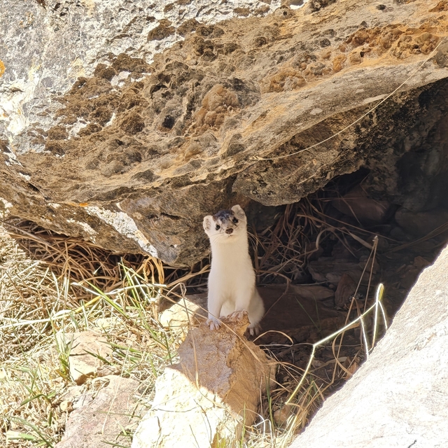 Hakkarili dağcılar nesli tükenen gelincik görüntüledi