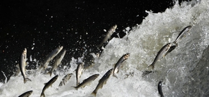 Prof. Dr. Alaeddinoğlu: "İnci kefalinin nesli ciddi tehdit altında"
Kar yağ...