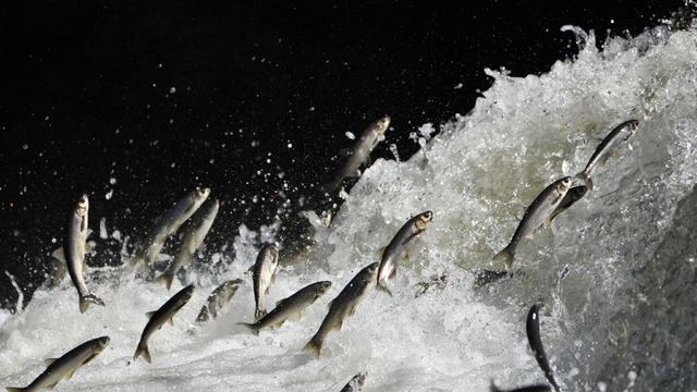 Prof. Dr. Alaeddinoğlu: "İnci kefalinin nesli ciddi tehdit altında"
Kar yağışının azalmasıyla kuruyan akarsular, inci kefalinin üreme göçünü tehlikeye düşürüyor