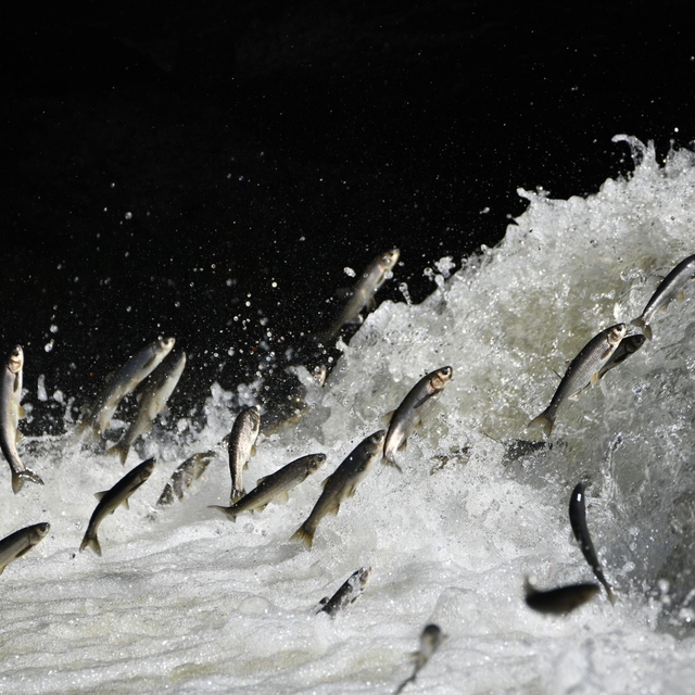 Prof. Dr. Alaeddinoğlu: "İnci kefalinin nesli ciddi tehdit altında"
Kar yağ...