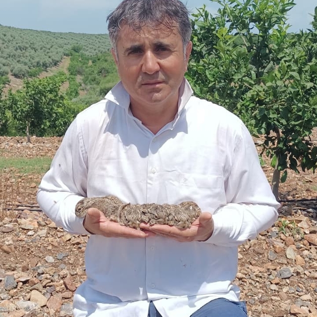 Merhametli çiftçi, yılların emeğine kemirerek zarar veren tavşanları "Bunla...