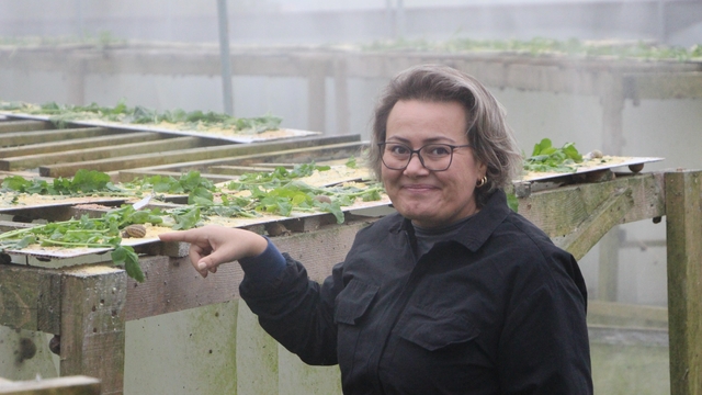 Trabzon'dan dünyaya 'Googlis'
Pandemi döneminde salyangozun ihracat potansiyelini keşfeden Ülkü Koçoğlu, Trabzon'da kurduğu çiftlikle dünya pazarına açıldı
Çiftliğinde ürettiği salyangoz yumurtaları, gastronomi dünyasında "beyaz havyar" olarak biliniyor ve kilogramı dünya pazarında 3 bin Euro'dan alıcı buluyor