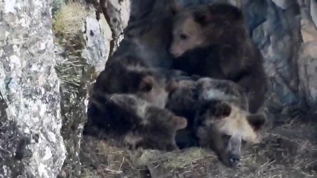 Kış uykusuna yatmaya hazırlanan ayı ailesi böyle görüntülendi
Kaşınan boz ayının görüntüleri izleyenleri gülümsetiyor