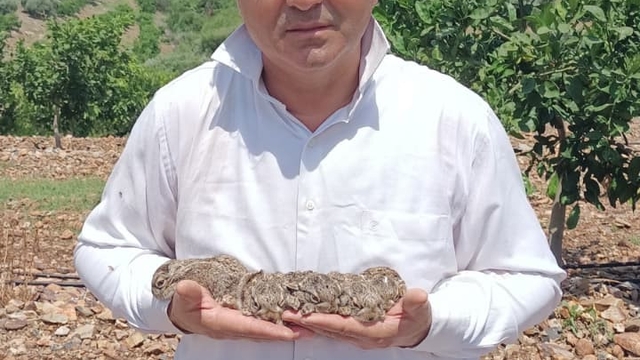 Merhametli çiftçi, yılların emeğine kemirerek zarar veren tavşanları "Bunlar şimdi hazırlanıyor, Doğan'ın fidanını nasıl yiyeceğim diye düşünüyor" diyerek elleriyle yakaladı