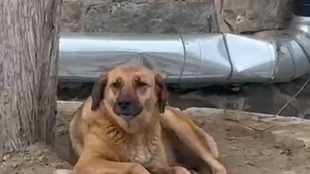 Bursa'da ezana uluyan sokak köpeği dikkat çekti