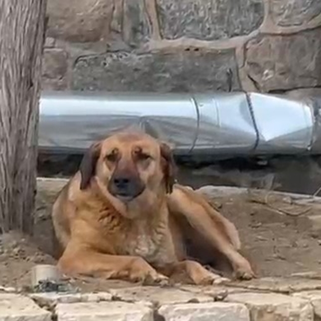 Bursa'da ezana uluyan sokak köpeği dikkat çekti