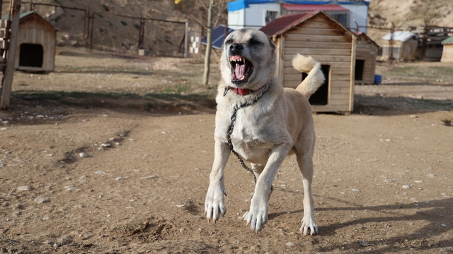 Kangallar kış modunu açtı, kar yağışını beklemeye başladı