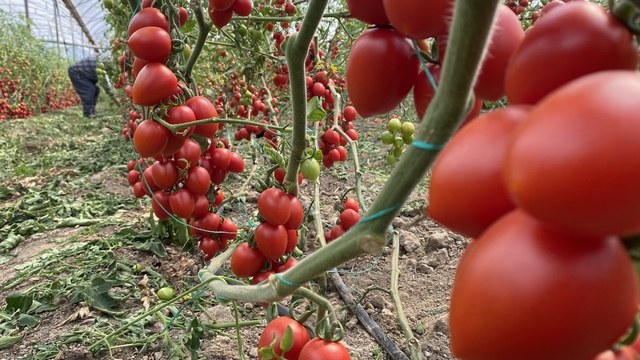 Kasım ayında domates ve sebze fiyat endeksinde büyük düşüş
Kasım ayında domates fiyat endeksi yıllık bazda yüzde 43.15, sebze fiyat endeksi ise yüzde 41.36 azaldı