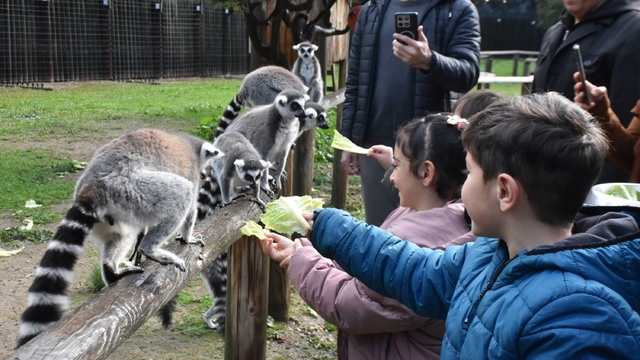 Engelli çocuklar, lemurlarla tanıştı