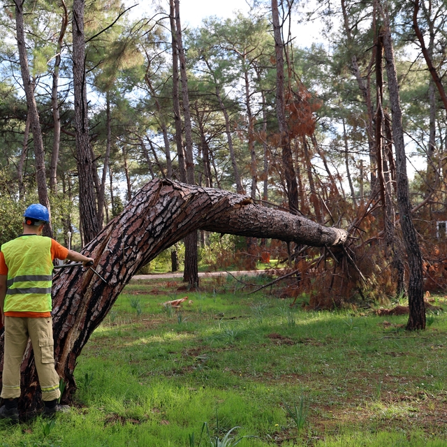 Kuruyan, risk oluşturan ve devrilen ağaçlar tespit ediliyor