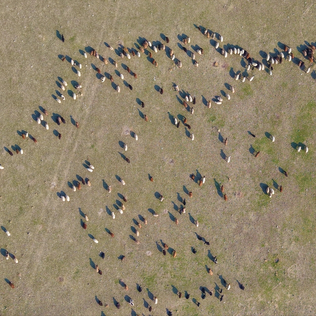 Muş'ta kar yağmayınca yem giderleri azaldı
