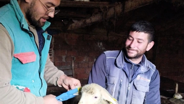 Pınarhisar'da küçükbaş hayvanların küpeleri takıldı