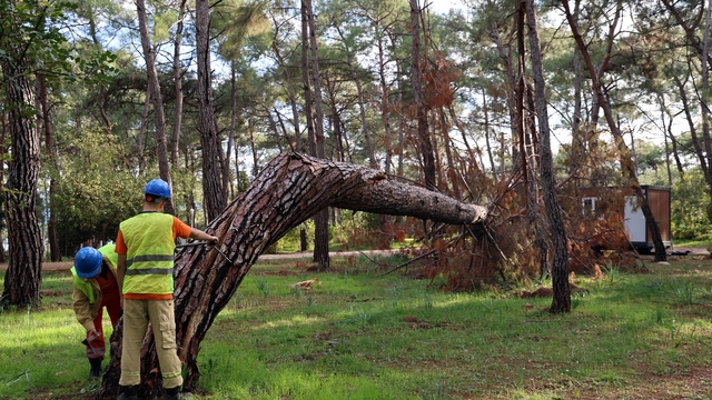 Kuruyan, risk oluşturan ve devrilen ağaçlar tespit ediliyor