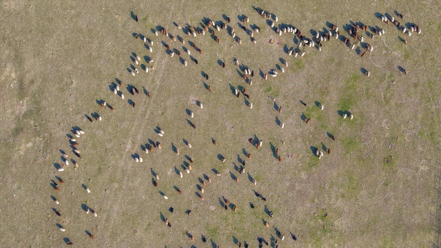 Muş'ta kar yağmayınca yem giderleri azaldı