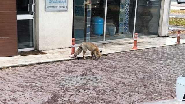 Yiyecek arayan tilki sokağa indi