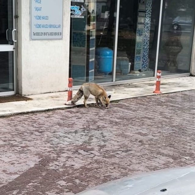 Yiyecek arayan tilki sokağa indi