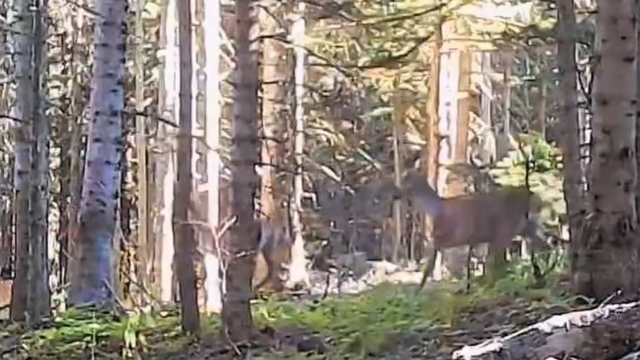 Yaban hayvanları fotokapanla görüntülendi