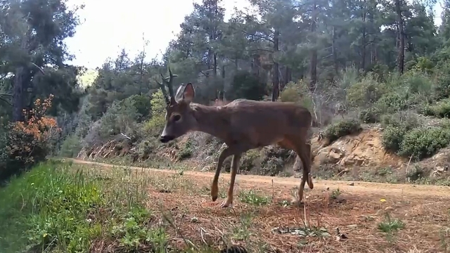 Ganos Dağları'nda fotokapan iki karacayı görüntüledi