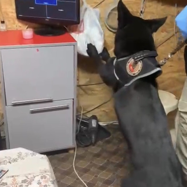 Bağ evindeki uyuşturucu düzeneğini 'Tony' ortaya çıkardı