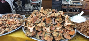 Balıkesir'de yağmur yağdı, mantar fışkırdı