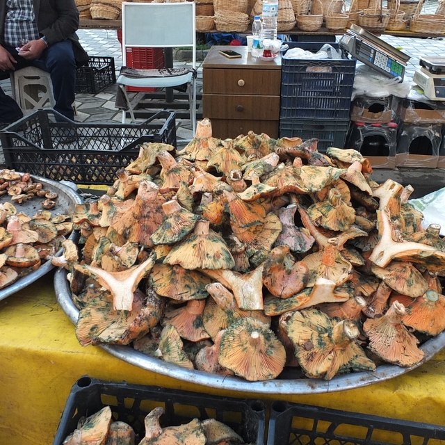 Balıkesir'de yağmur yağdı, mantar fışkırdı