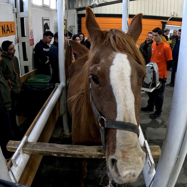 Eskişehir'de 'Kısraklarda Suni Tohumlama Eğitimi' başarıyla tamamlandı