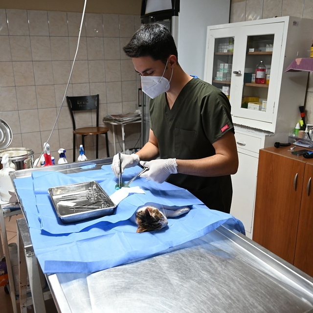 Kemer'de 227 sokak hayvanı kısırlaştırıldı