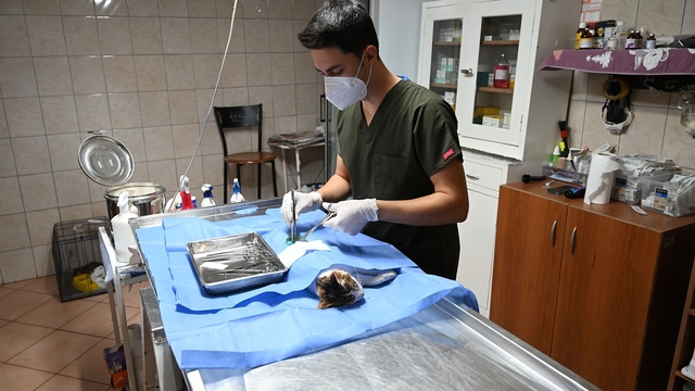 Kemer'de 227 sokak hayvanı kısırlaştırıldı