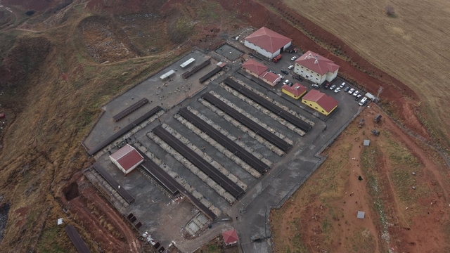 Sivas'ta sokak hayvanları için kapsamlı dönüşüm başladı