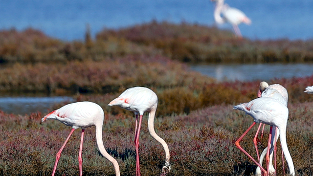 Milas'taki Tuzla Sulak Alanı'nda göçmen kuş yoğunluğu yaşanıyor