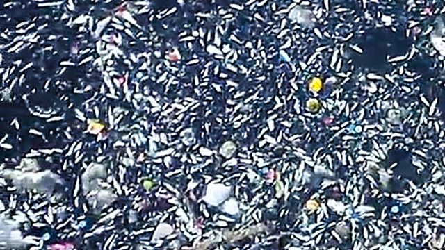 Seyhan Nehri'nde balık ölümleri