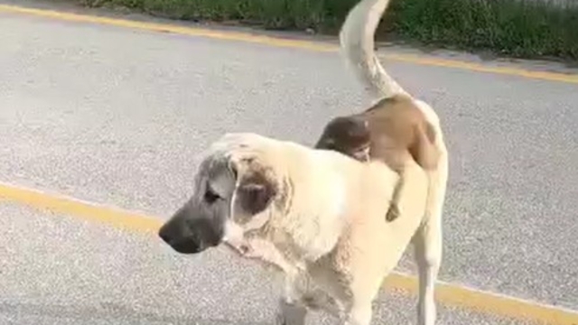 Sırtında maymun gezdiren köpek ilgi odağı oldu