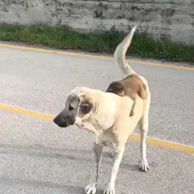 Sırtında maymun gezdiren köpek ilgi odağı oldu