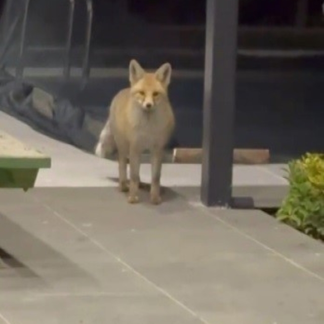 Tilki evin bahçesine girip kedi mamalarını yedi