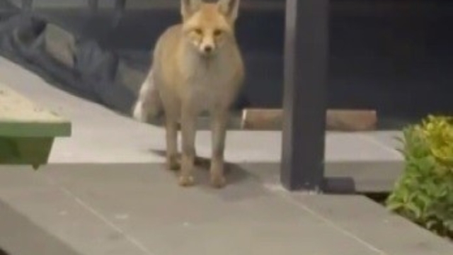 Tilki evin bahçesine girip kedi mamalarını yedi