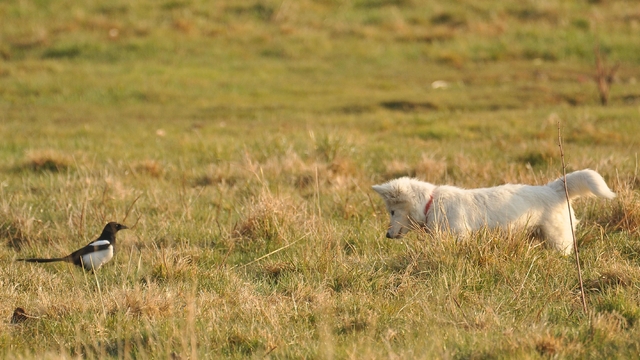 Van kedisine benzetti, fare avlayan köpek olduğu ortaya çıktı
Van Kalesi'nde fotoğrafçıyı yanıltan görüntü